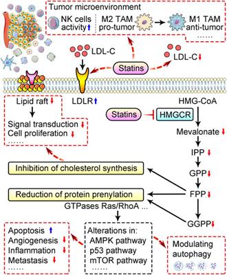 New insights into the therapeutic potentials of statins in cancer